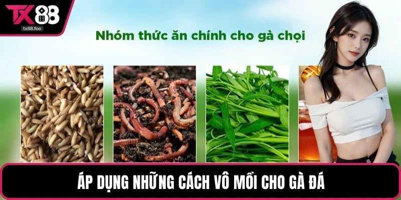 Áp dụng những cách vô mồi cho gà đá