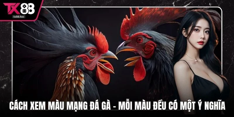 Cách xem màu mạng gà đá