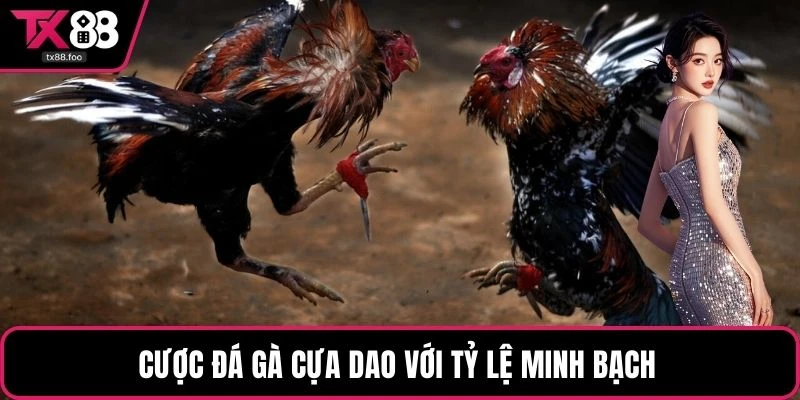 Cược đá gà cựa dao với tỷ lệ minh bạch