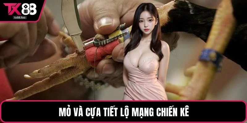 Mỏ và cựa tiết lộ mạng chiến kê
