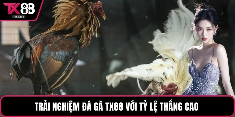 Trải nghiệm đá gà TX88 với tỷ lệ thắng cao
